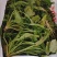 【3斤35元包邮】野生荠菜地丁菜野菜