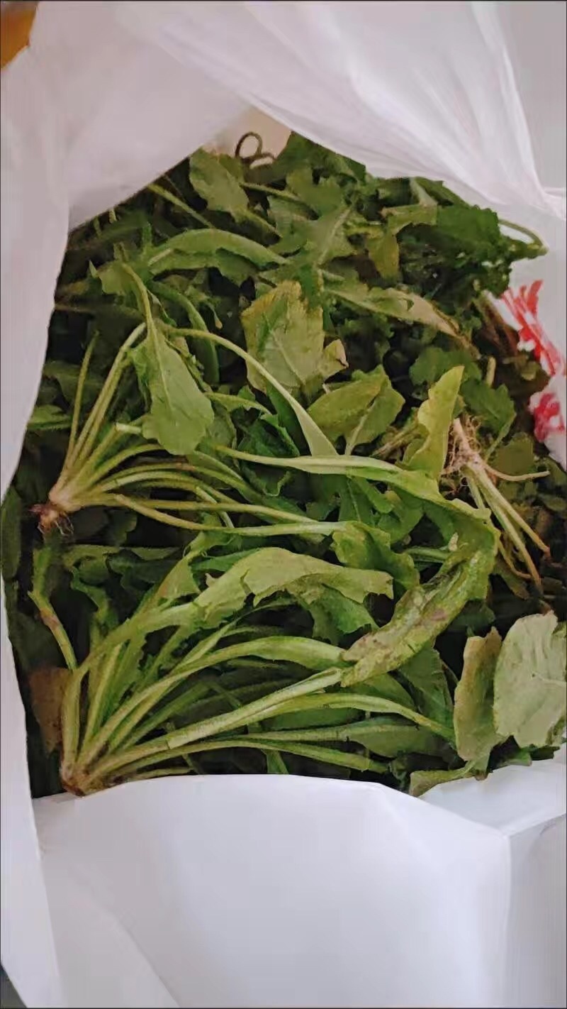 【3斤35元包邮】野生荠菜地丁菜野菜