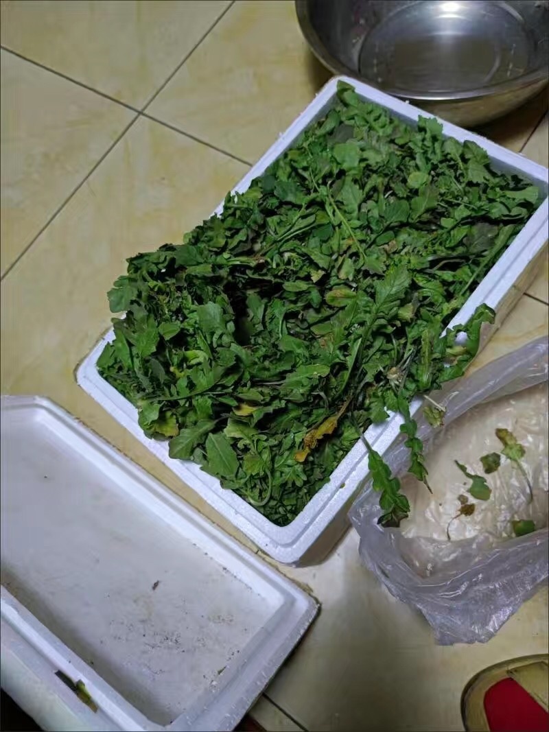 【3斤35元包邮】野生荠菜地丁菜野菜