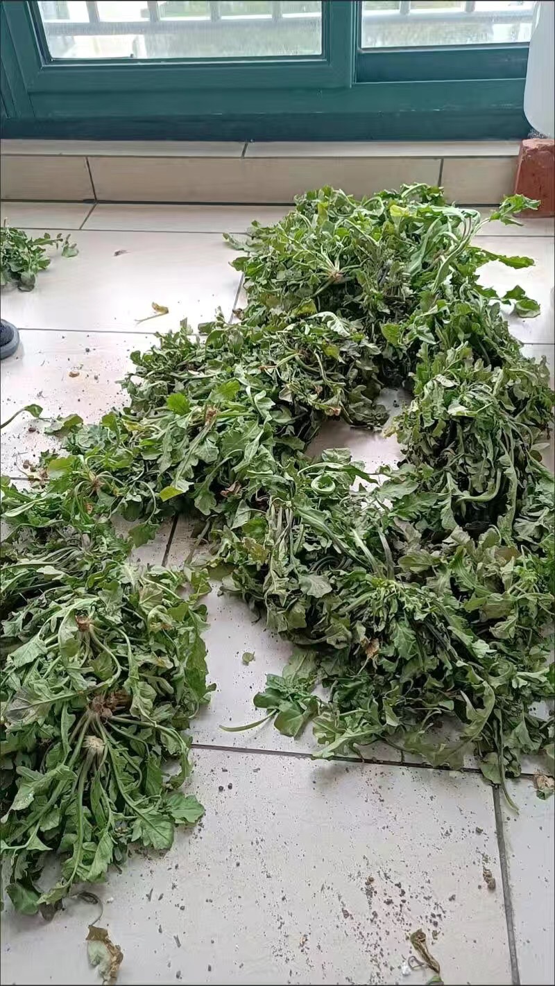 【3斤35元包邮】野生荠菜地丁菜野菜
