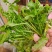 【3斤35元包邮】野生荠菜地丁菜野菜