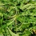【3斤35元包邮】野生荠菜地丁菜野菜
