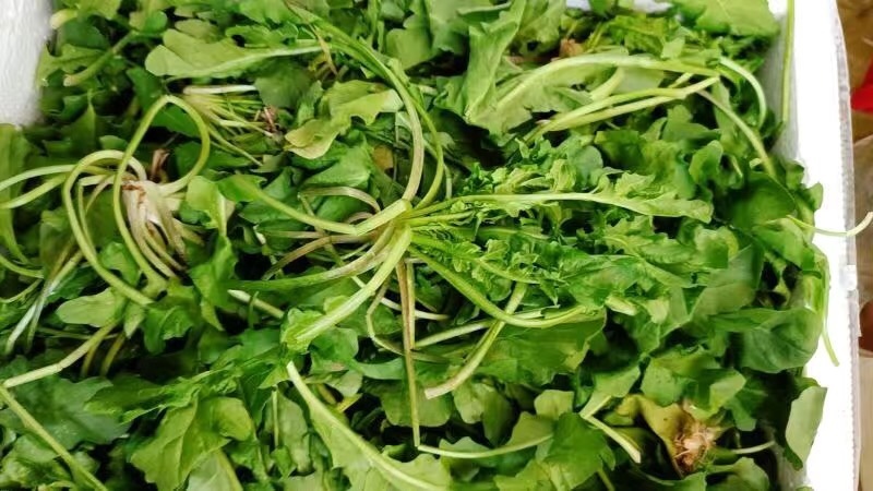 【3斤35元包邮】野生荠菜地丁菜野菜