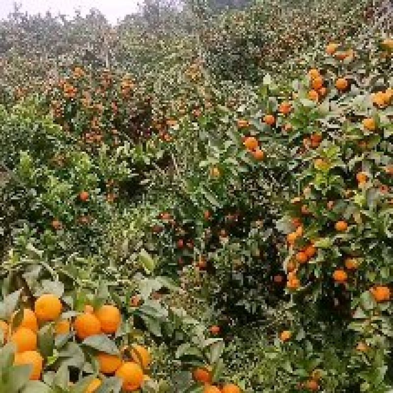 沙糖桔