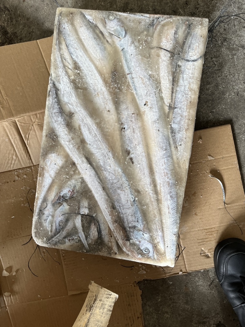 带鱼渤海刀鱼灯光船冻海上立即冷冻新鲜