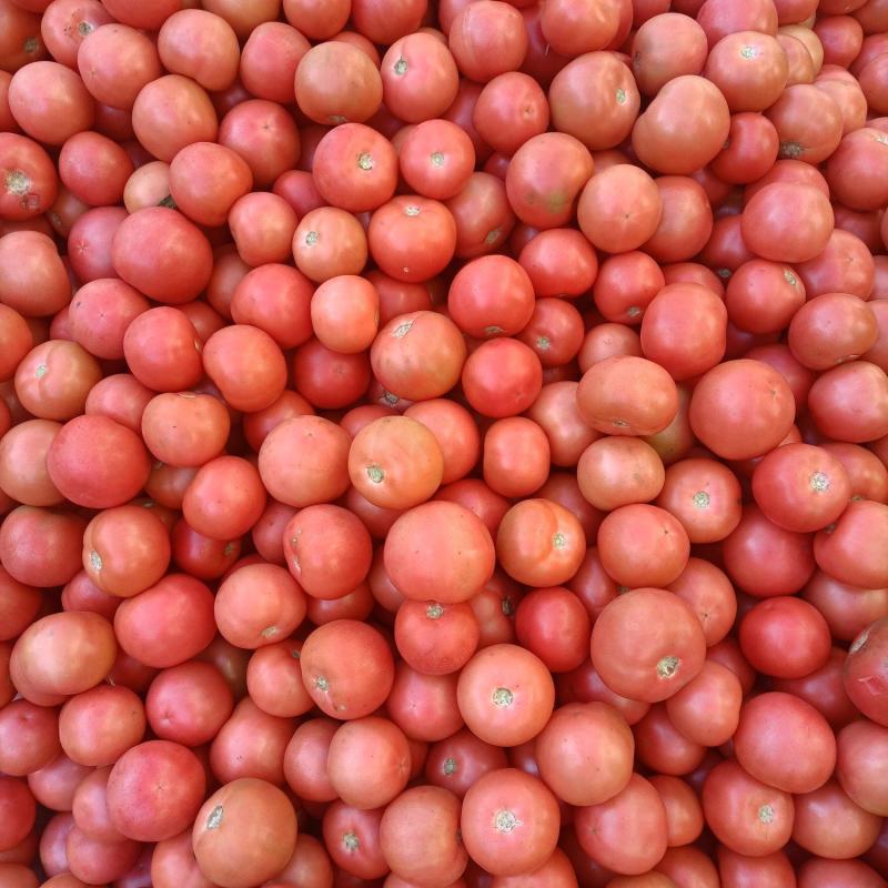米易粉果番茄，大量有货