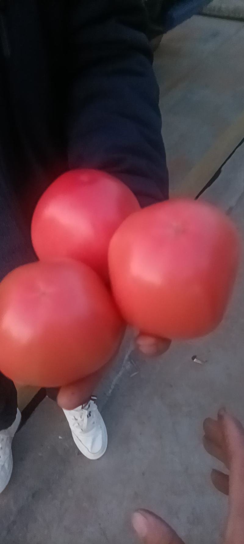 米易粉果番茄，大量有货