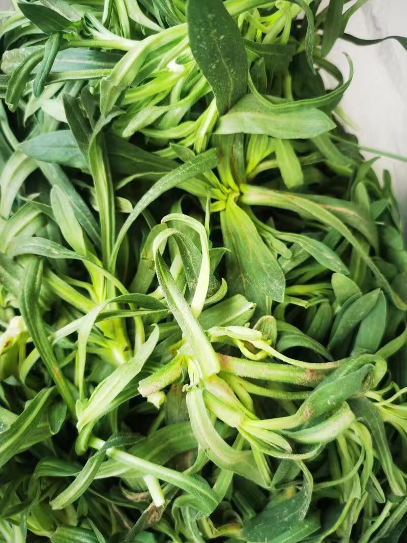 【5斤35元包邮】面条菜羊蹄菜柳叶菜