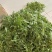 【5斤35元包邮】面条菜羊蹄菜柳叶菜
