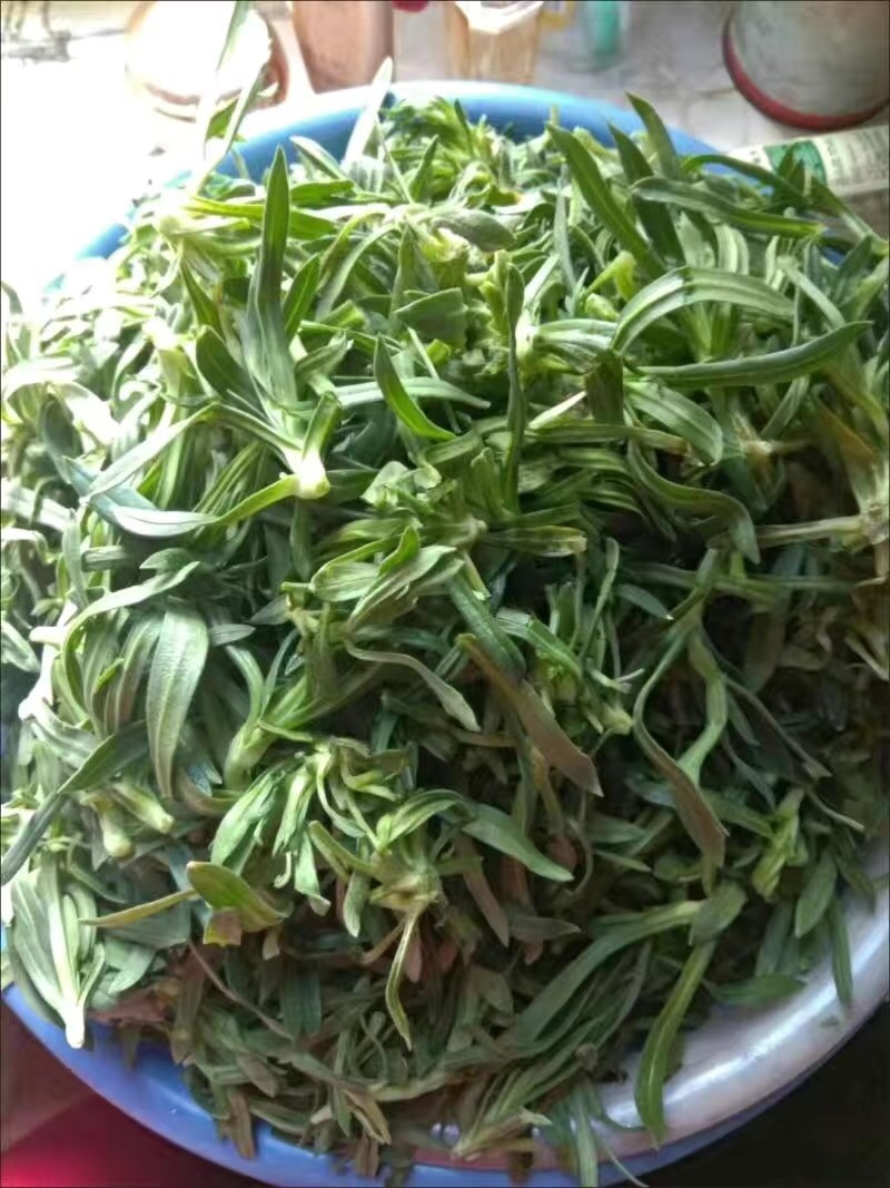 【5斤35元包邮】面条菜羊蹄菜柳叶菜