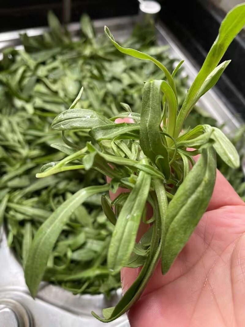 【5斤35元包邮】面条菜羊蹄菜柳叶菜