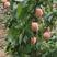 唐乐亭暖棚各种水蜜桃陆续上市产地直销有需求的联系