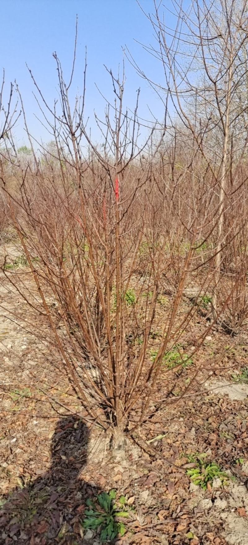 重生榆叶梅，花期长，重瓣花朵，自家苗圃，没有中间价