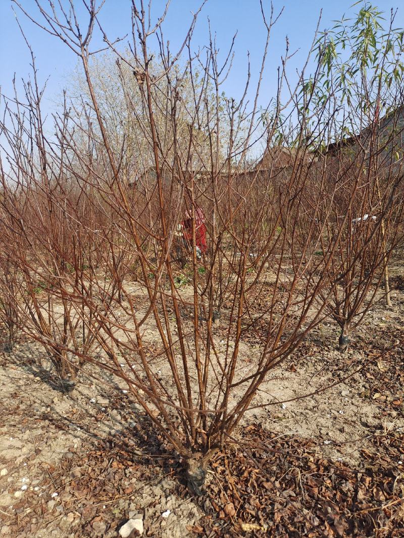 重生榆叶梅，花期长，重瓣花朵，自家苗圃，没有中间价
