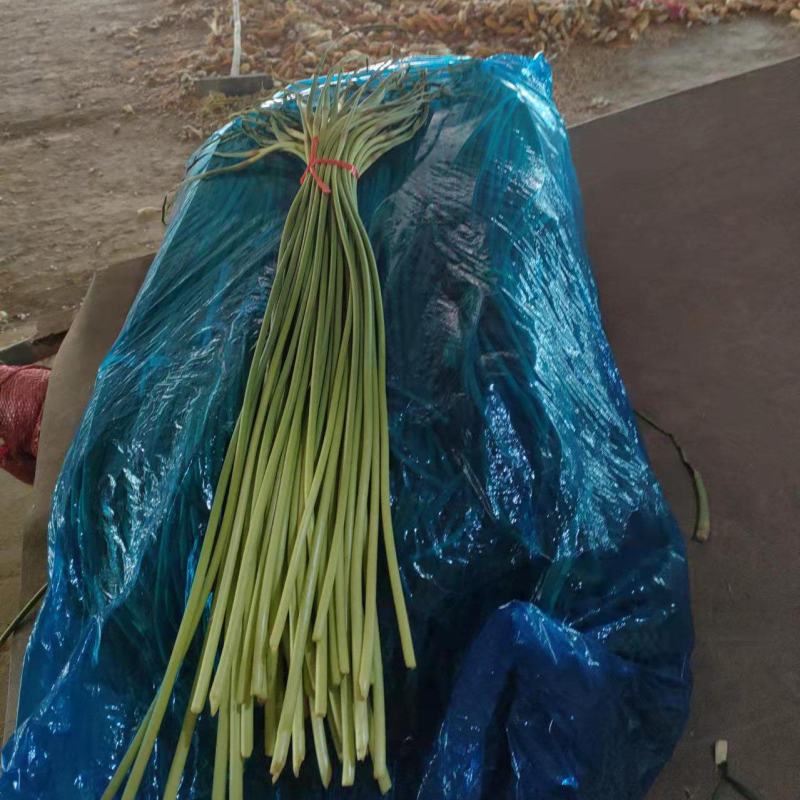 蒜薹苔条长60-70公，无斑点，帽红，条绿，而且还挺嫩。