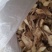 鸡腿菇