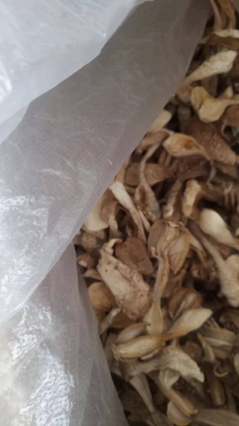 鸡腿菇
