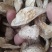 鸡腿菇
