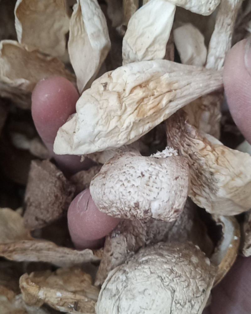 鸡腿菇