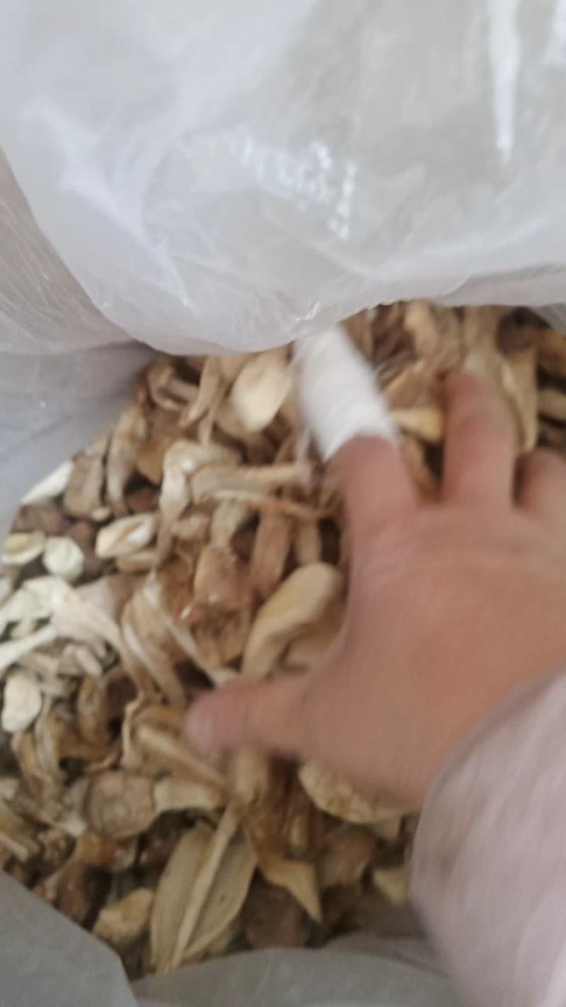 鸡腿菇