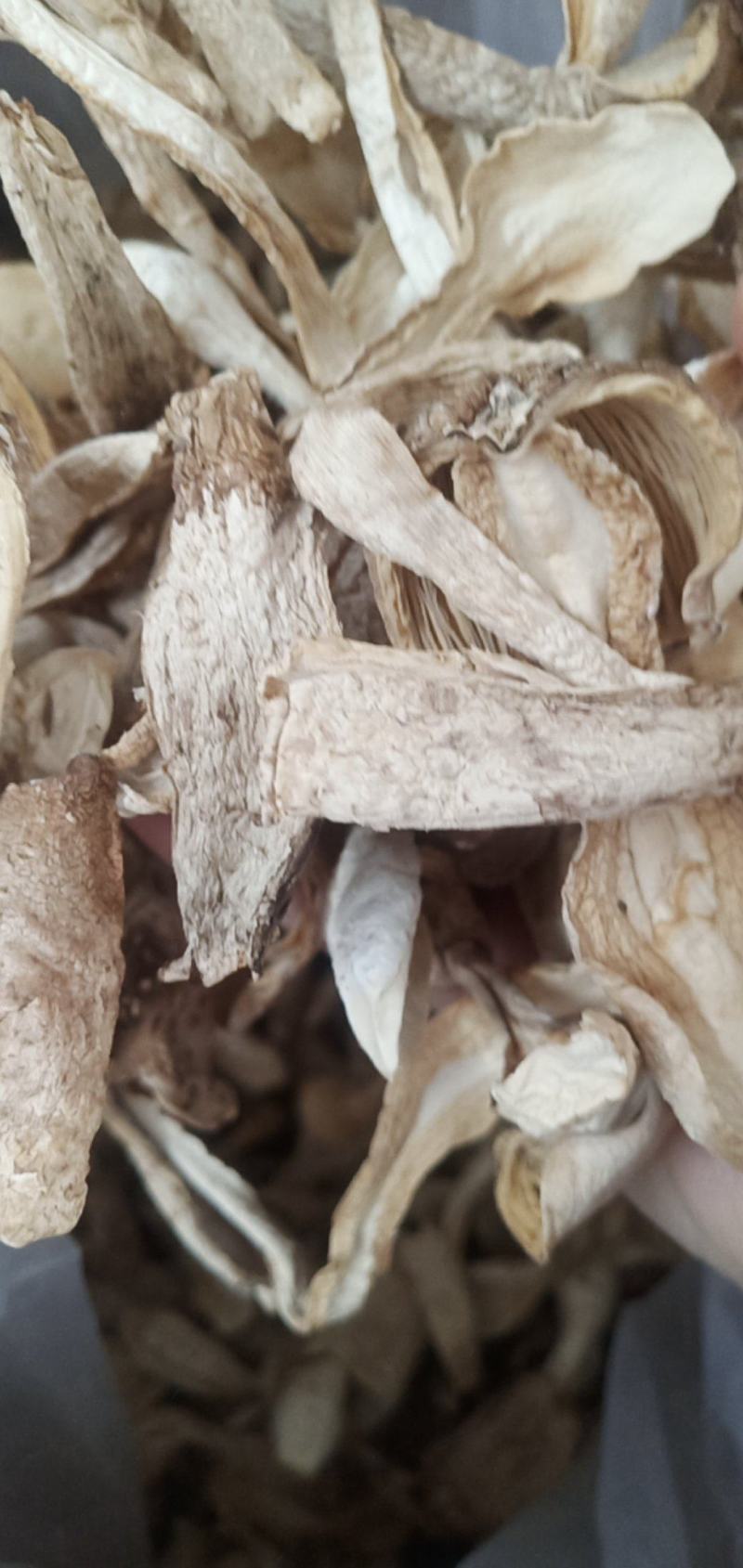 鸡腿菇