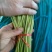 蒜薹苔条长60-70公，无斑点，帽红，条绿，而且还挺嫩。