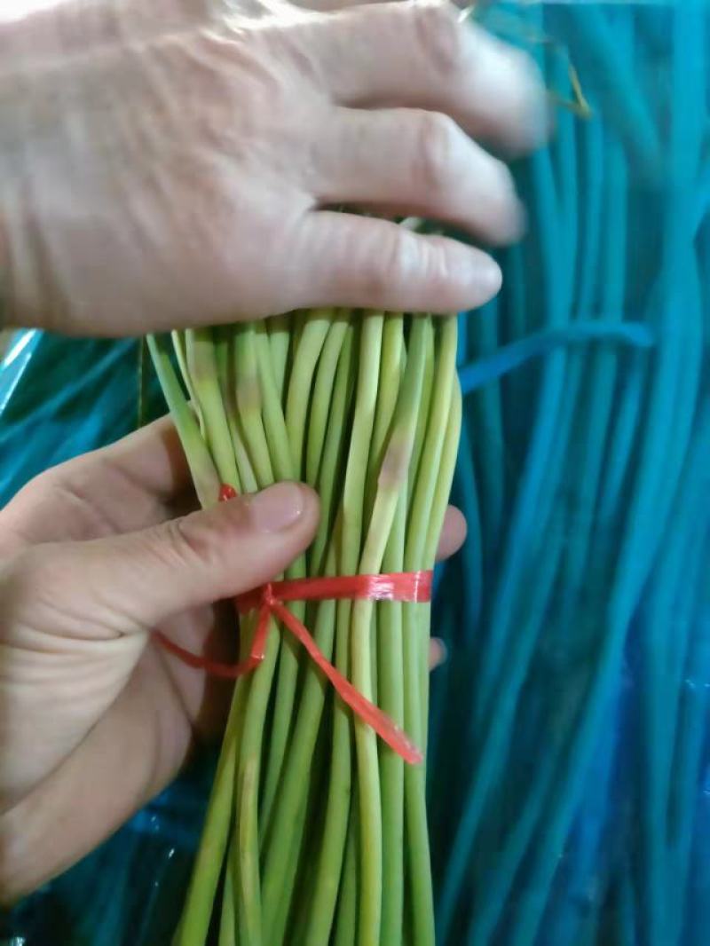 蒜薹苔条长60-70公，无斑点，帽红，条绿，而且还挺嫩。