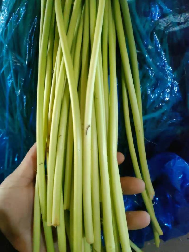 蒜薹苔条长60-70公，无斑点，帽红，条绿，而且还挺嫩。