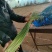 蒜薹苔条长60-70公，无斑点，帽红，条绿，而且还挺嫩。