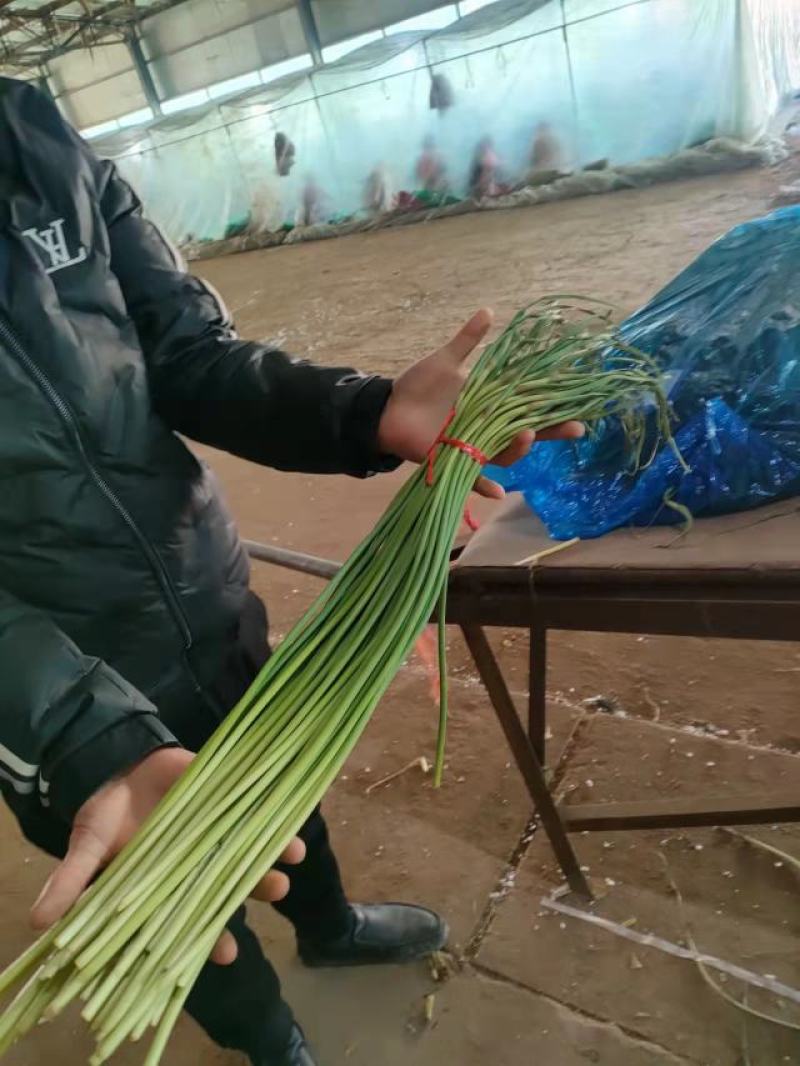 蒜薹苔条长60-70公，无斑点，帽红，条绿，而且还挺嫩。