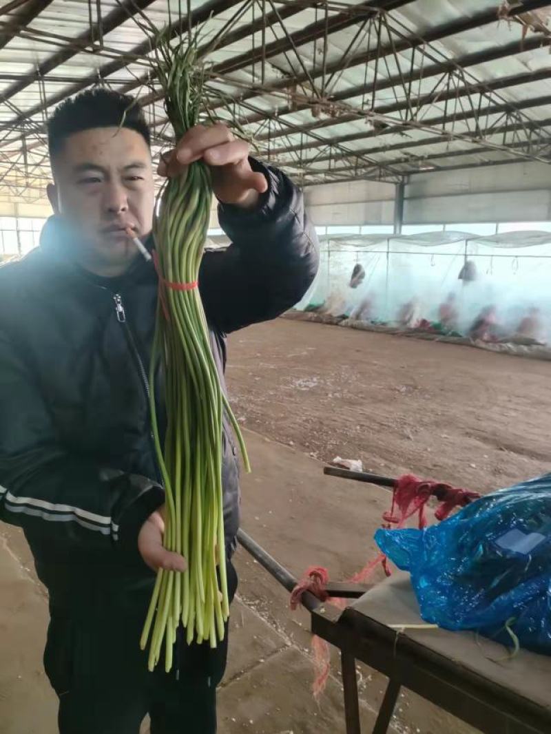 蒜薹苔条长60-70公，无斑点，帽红，条绿，而且还挺嫩。
