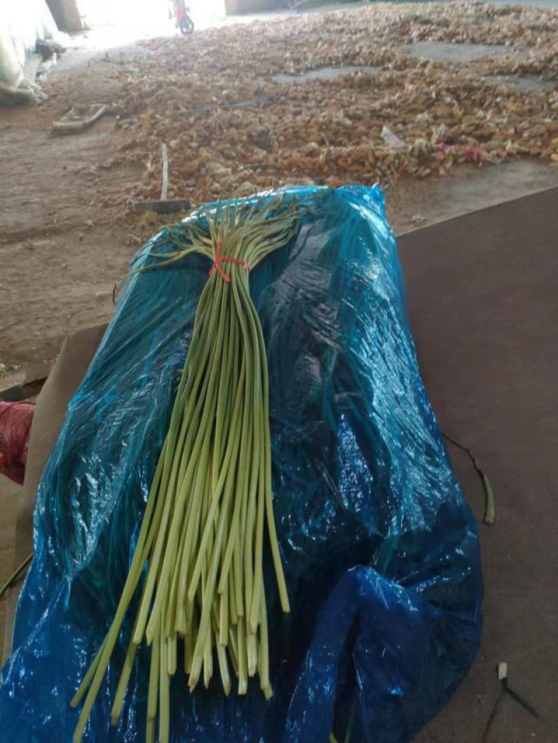 蒜薹苔条长60-70公，无斑点，帽红，条绿，而且还挺嫩。