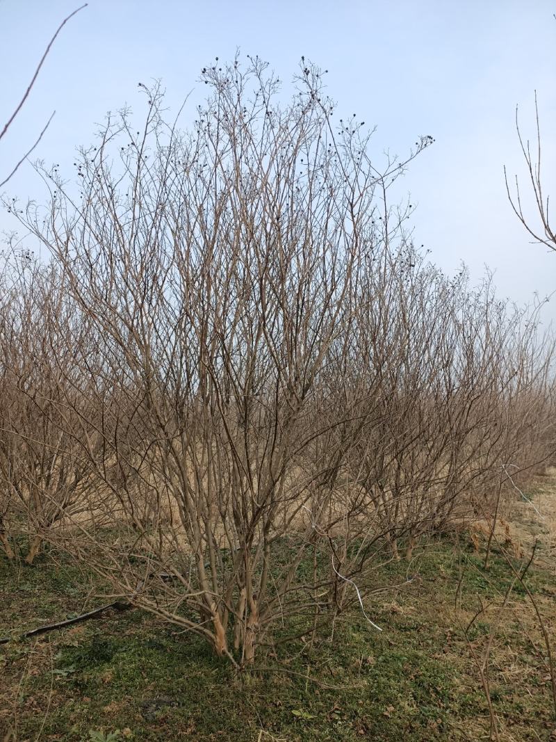 红花紫薇丛生紫薇，独杆紫薇，，，，，