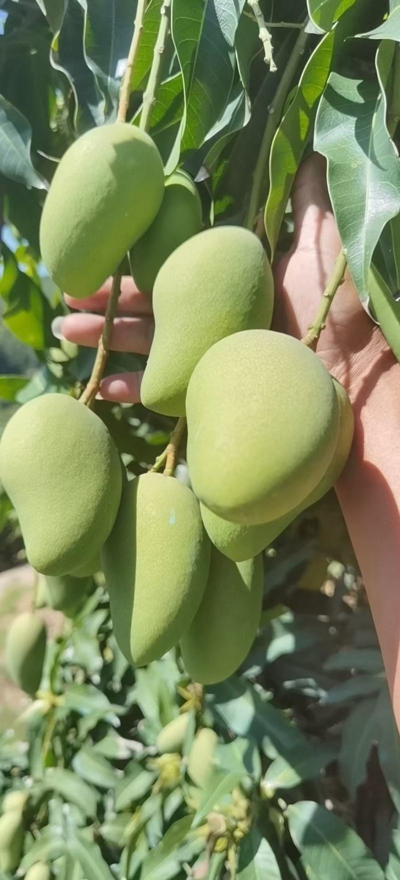 联系我时记得说是一亩田上看到的谢谢我手上有大量台农市场果