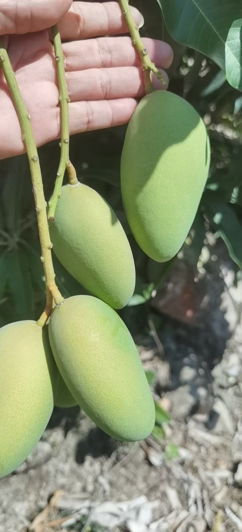 联系我时记得说是一亩田上看到的谢谢我手上有大量台农市场果