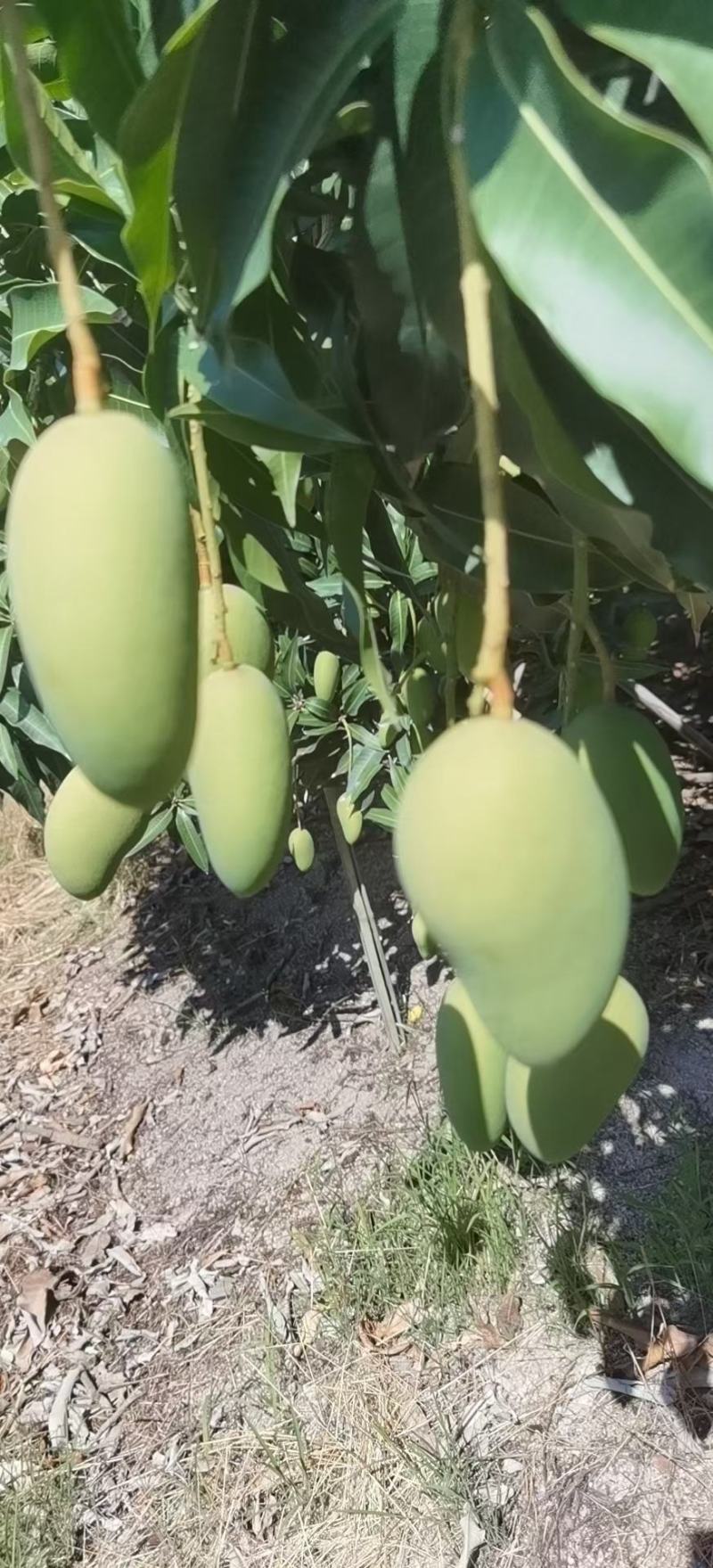 联系我时记得说是一亩田上看到的谢谢我手上有大量台农市场果