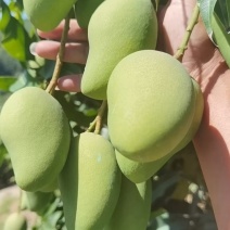 联系我时记得说是一亩田上看到的谢谢我手上有大量台农市场果