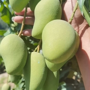 联系我时记得说是一亩田上看到的谢谢我手上有大量台农市场果