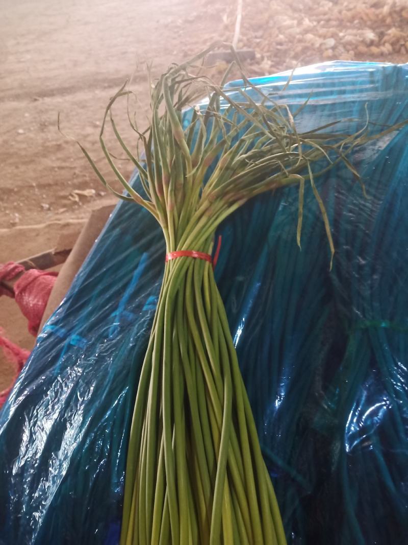 蒜薹苔条长60-70公，无斑点，帽红，条绿，而且还挺嫩。