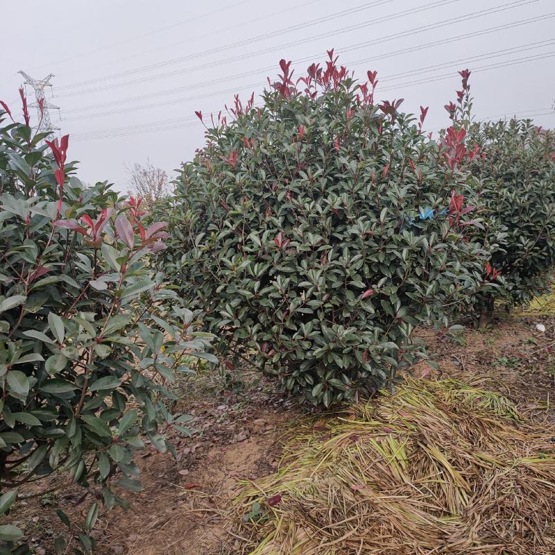 批发大小红叶石楠球工程苗大小杯苗