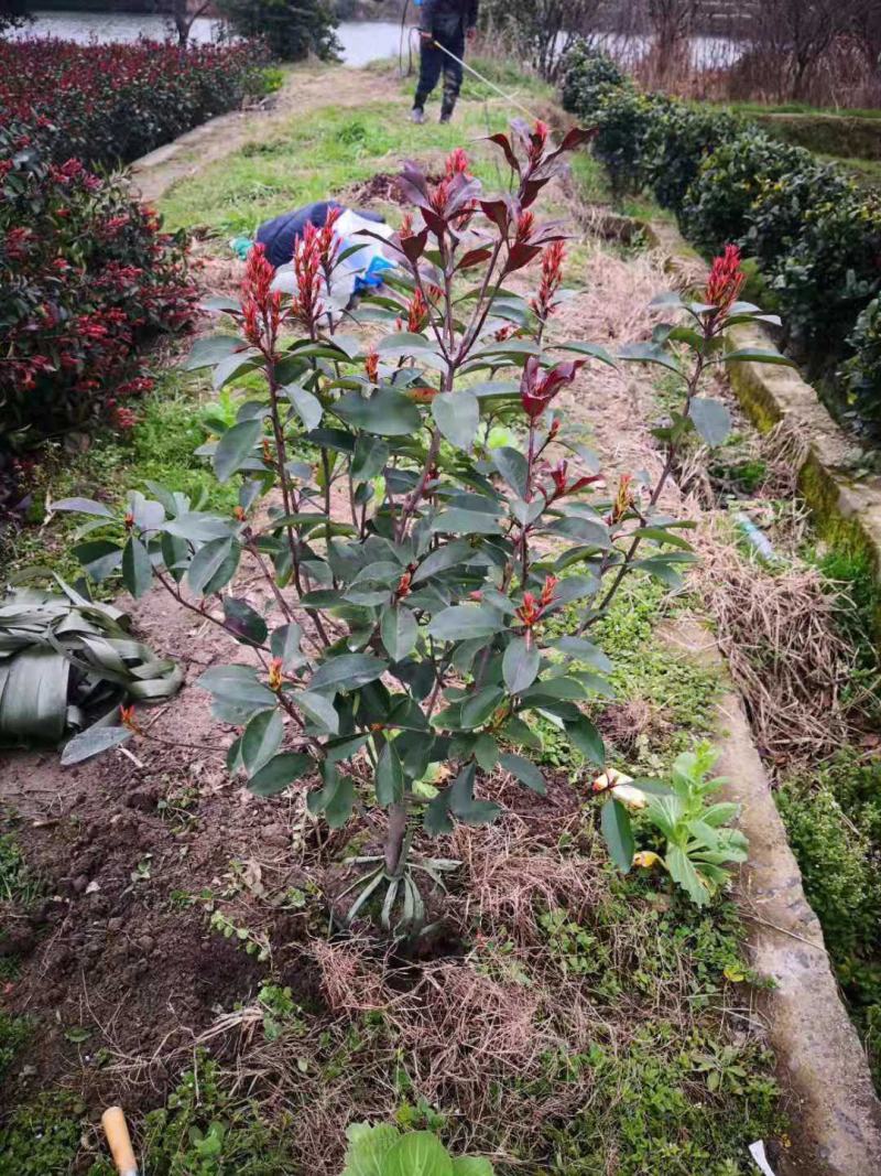 批发大小红叶石楠球工程苗大小杯苗