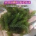 包邮）新鲜海葡萄长寿菜海藻菜海菜寿司绿色鱼子酱100g