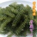 包邮）新鲜海葡萄长寿菜海藻菜海菜寿司绿色鱼子酱100g