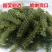 包邮）新鲜海葡萄长寿菜海藻菜海菜寿司绿色鱼子酱100g