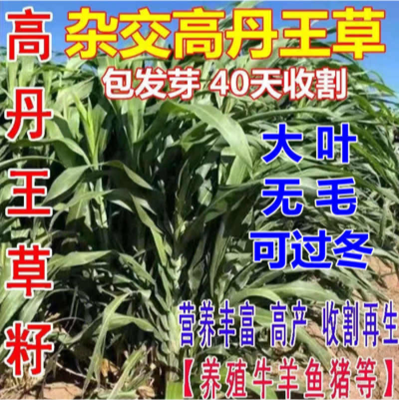 高丹王草种子杂交高产牧草四季播种牛羊鱼鹅兔猪牧草种子