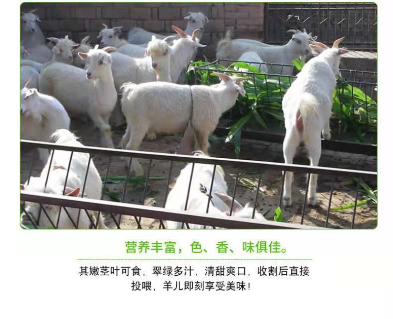高丹王草种子杂交高产牧草四季播种牛羊鱼鹅兔猪牧草种子