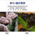 高丹王草种子杂交高产牧草四季播种牛羊鱼鹅兔猪牧草种子