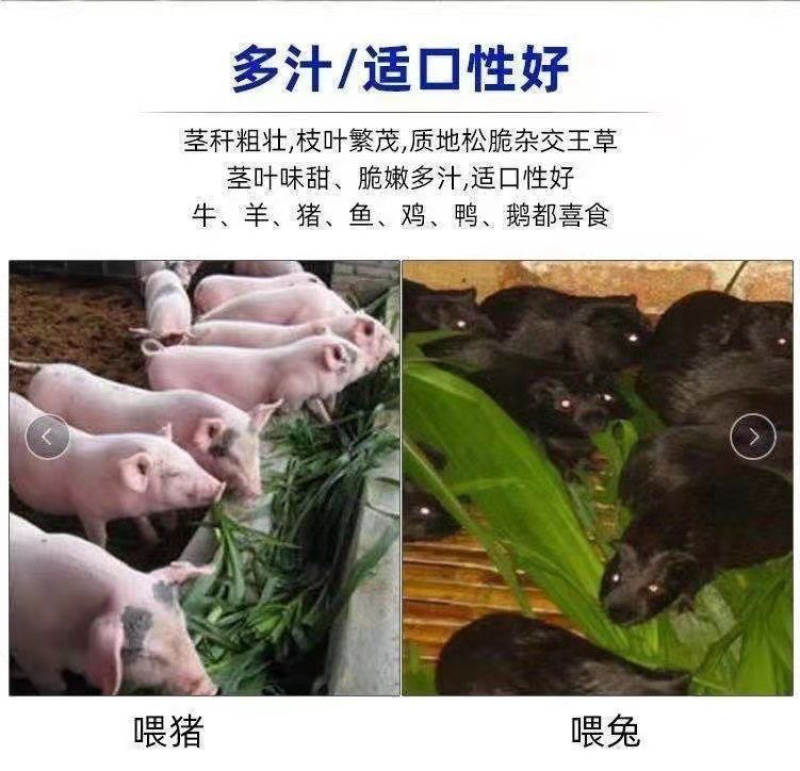高丹王草种子杂交高产牧草四季播种牛羊鱼鹅兔猪牧草种子