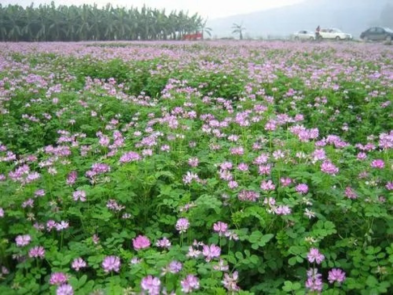 紫云英种子红花草种子果园绿肥改善土壤蜜源植物可做牧草