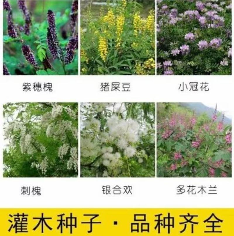 灌木猪屎豆种子护坡固土复绿多年生草本植物耐贫瘠耐旱